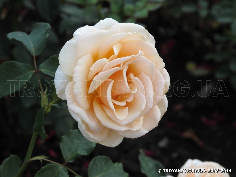 Diamond Jubilee